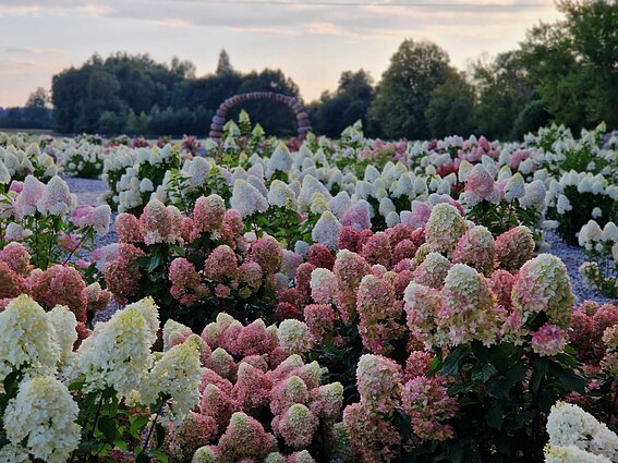 Panevėžio rajone įkurtas Hortenzijų parkas