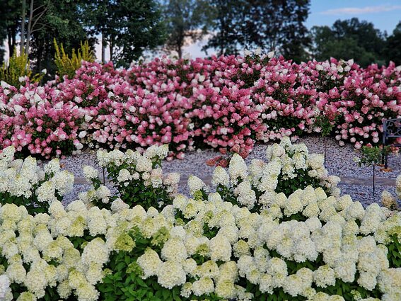 Panevėžio rajone įkurtas Hortenzijų parkas