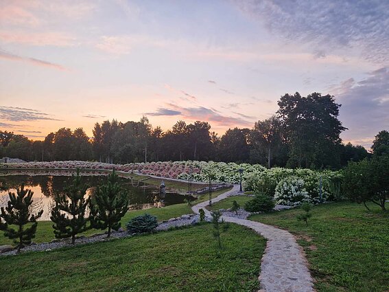 Panevėžio rajone įkurtas Hortenzijų parkas