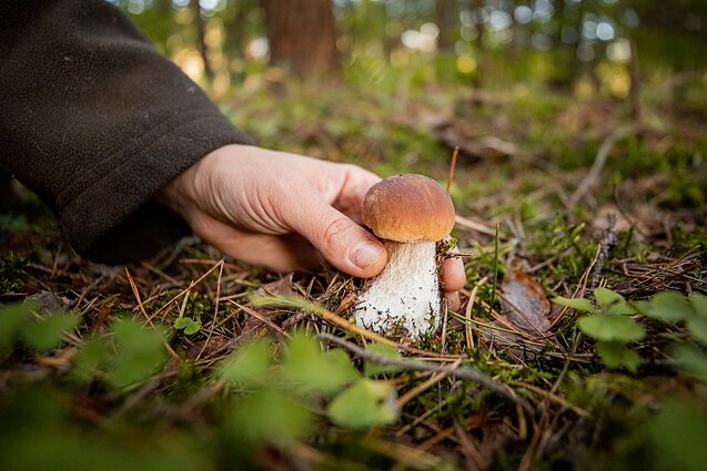 Čepulis: nesuprantu azartiško grybų rinkimo, kai žmonės šluoja viską iš eilės