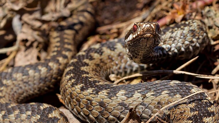 Kaip atpažinti nuodingą gyvatę? Viską pasako akys