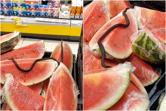 „Iki“ ant arbūzų užfiksuota gyvatė 