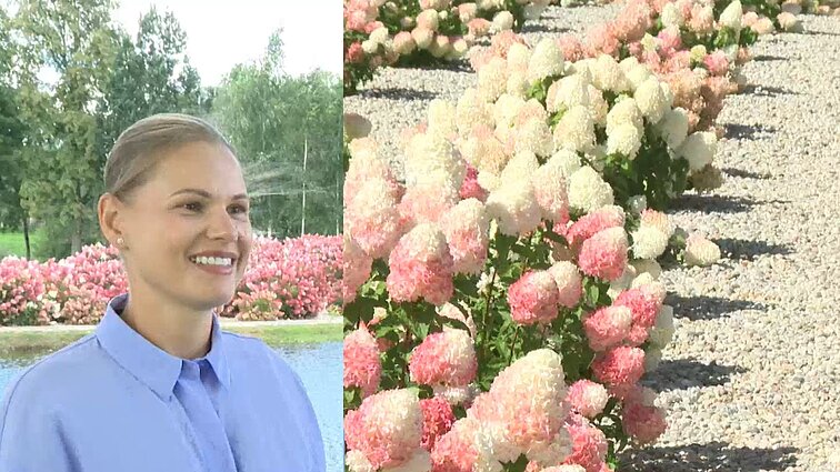 Hortenzijų parką įkūrusi Rūta pasidalijo auksiniais patarimais: nereiks net laistyti