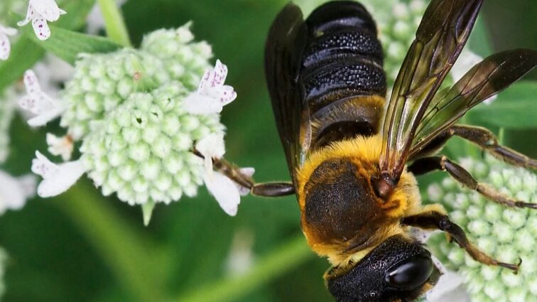 Slovakijos mokslininkai teigia atradę naują invazinę bičių rūšį, kilusią iš Azijos