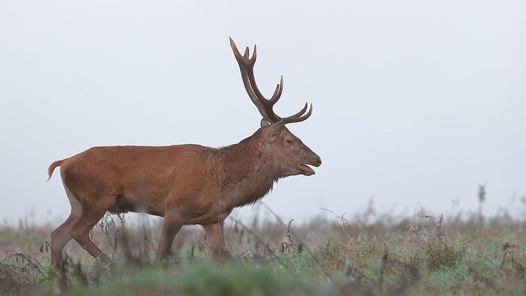 Šiandien prasidedanti tauriųjų elnių medžioklė pirmą kartą nebus ribojama
