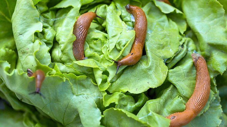 Šluoja viską: gyventojai skundžiasi invazinių šliužų tuntais