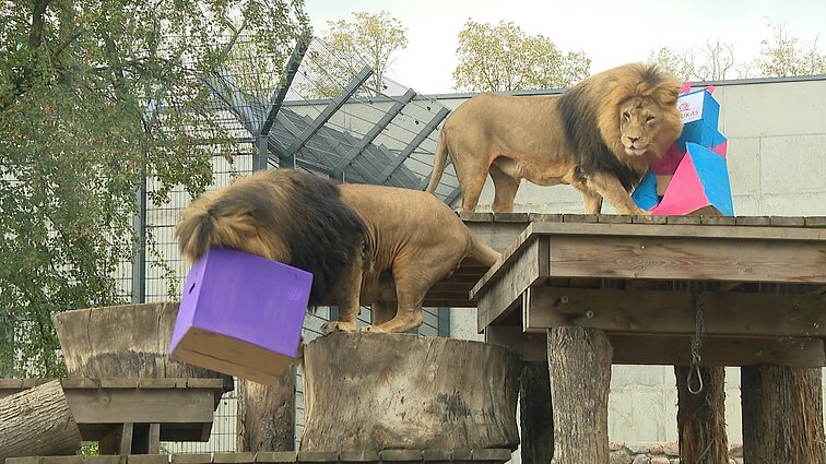 Zoologijos sodo broliai liūtai švenčia jubiliejų: abu pasižymi skirtingais charakteriais