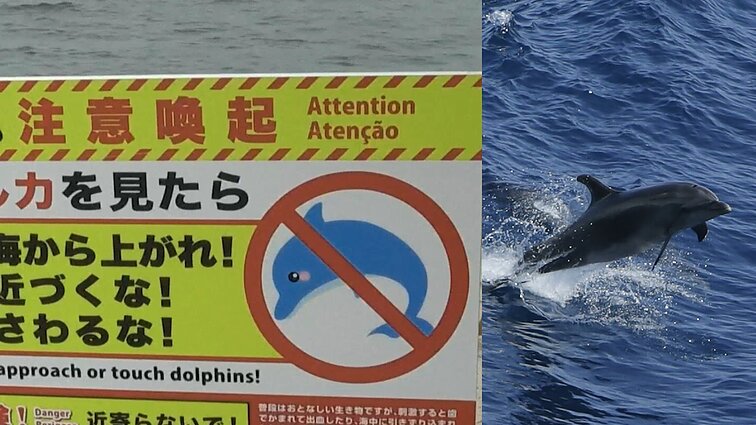 Poilsiautojų atostogas Japonijoje drumsčia delfino atakos: šiemet užfiksuota net 20 incidentų