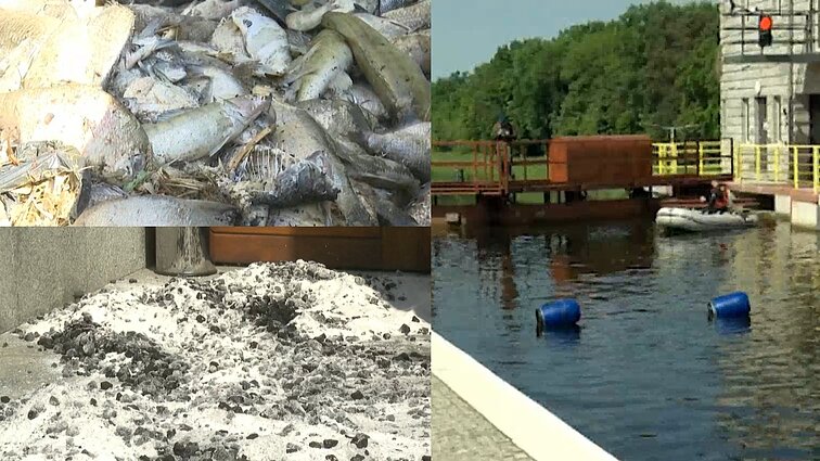 Lenkija vėl sprendžia gaištančių žuvų problemą: nuodingi dumbliai plinta ne tik dėl karščių