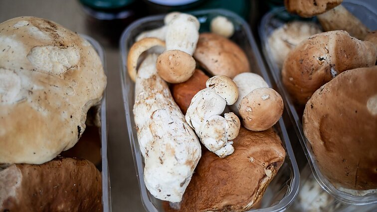 Už kilogramą baravykų – vos 80 ct.: supirkimo kainas veikia Rusijos ir Baltarusijos rinka