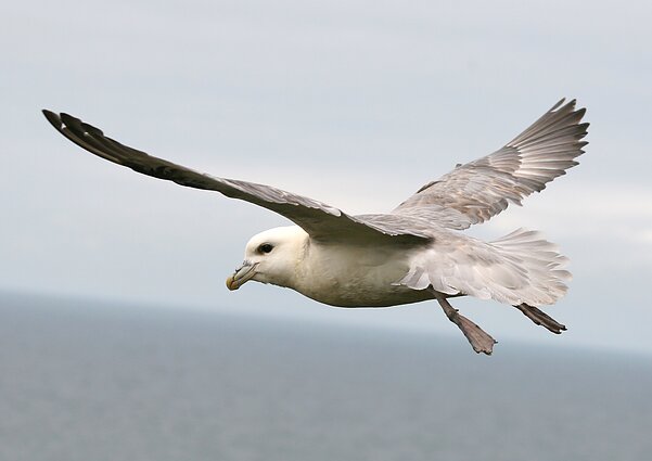 Fulmar Fulmar