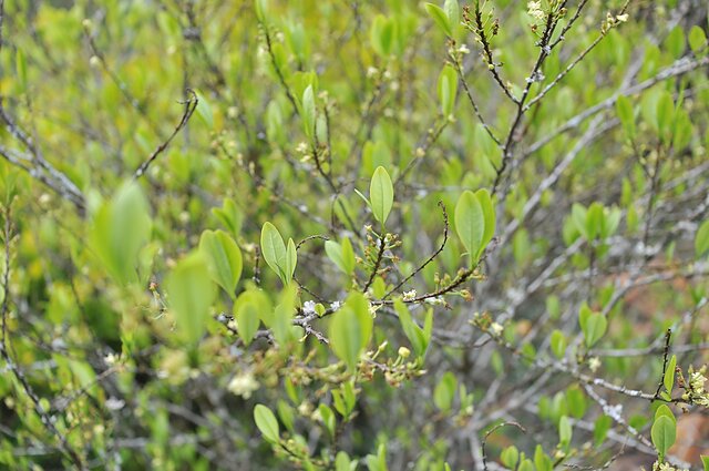 Kokainmedis