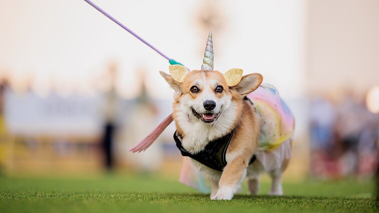 Vingio parkas tapo geros nuotaikos centru: trečią kartą vyko „Korgių lenktynės“