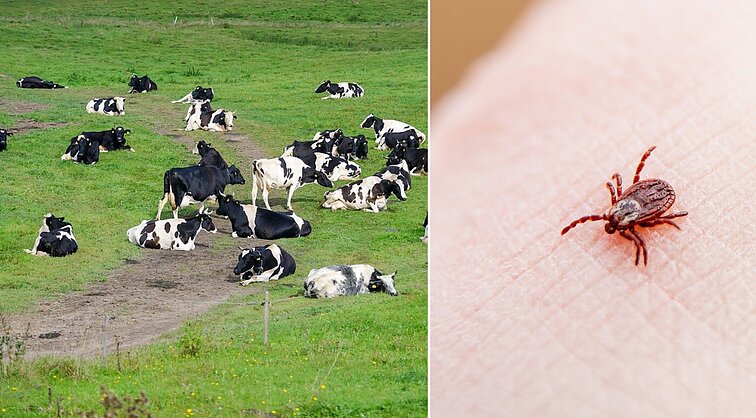 Gydytoja primena: erkiniu encefalitu užsikrėsti galima ir geriant nepasterizuotą pieną