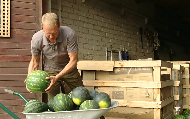 Zaleckis' watermelon farm