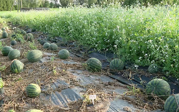 Zaleckis' watermelon farm
