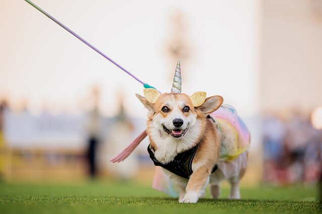 Korgių lenktynės 2024 Vingio parke
