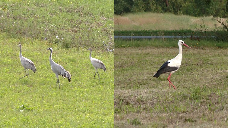 Žuvinte prieš migraciją skaičiuojama rekordiškai daug žąsų, bet gandrai jau paliko Lietuvą