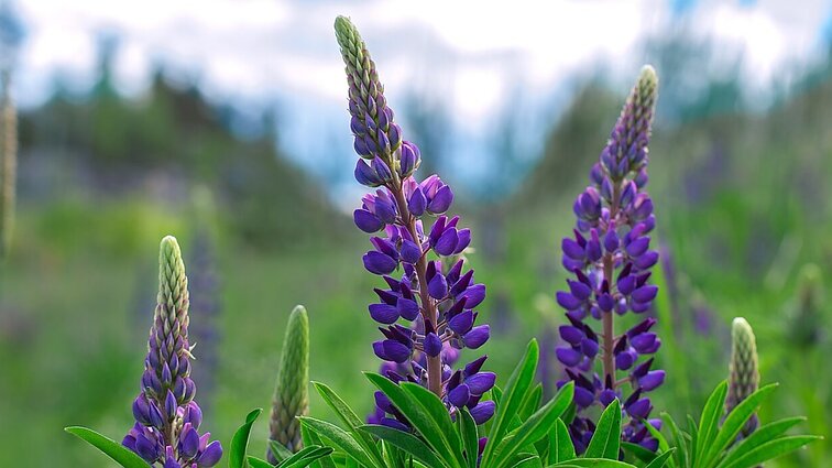 Žmonės šį terminą vartoja neteisingai: gamtininkas paaiškino, kokie augalai yra invaziniai