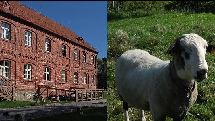 Pasvalio rajone vyks festivalis „Vilnonės dienos“: kviečia atrasti vilną