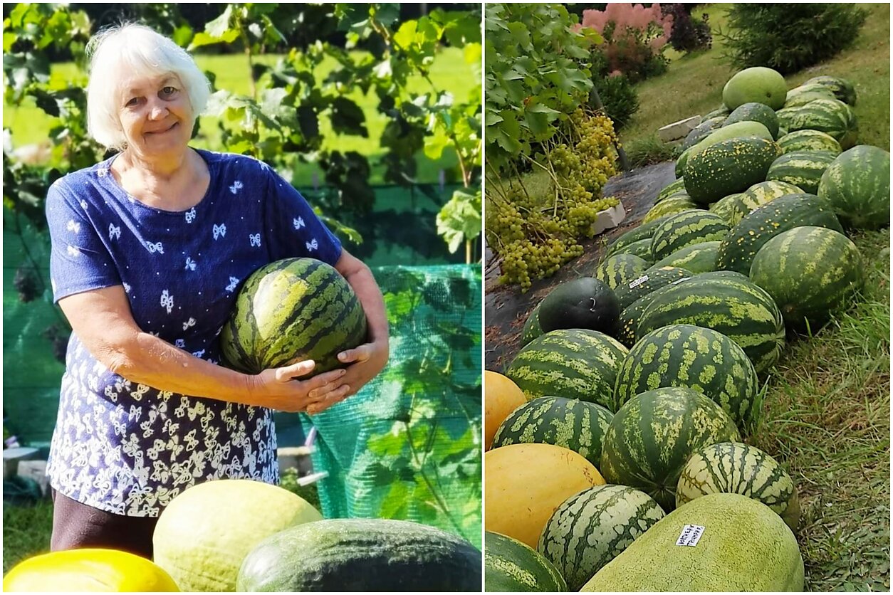 Laima Giedraitienė jau dešimtmetį augina arbūzus Laima Giedraitienė jau dešimtmetį augina arbūzus