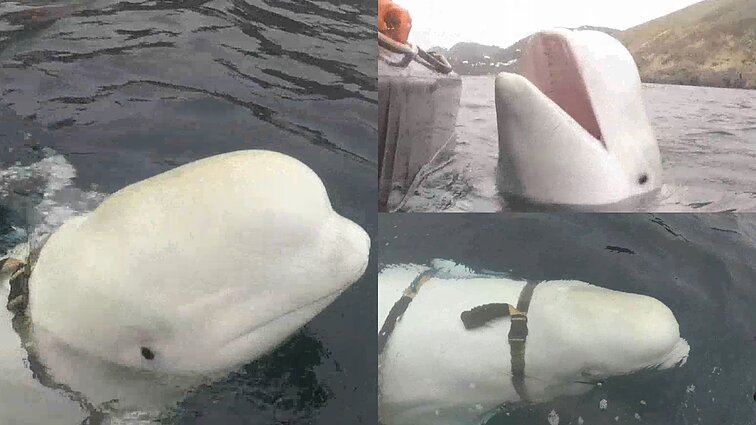 Negyvo banginio mįslė Norvegijoje: įtariama, galėjo šnipinėti Rusijai