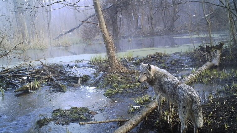 Žemaitijos gyventojai skundžiasi vilkų kiekiu: pjauna ne tik avis, bet ir šunis, veršius
