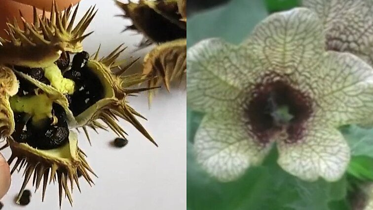 Gamtininkas – apie durnaropes ir drignes: patiems jų naudoti kaip vaistų nereikėtų