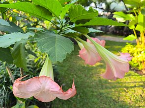 Durnaropė (Brugmansia suaveolens)