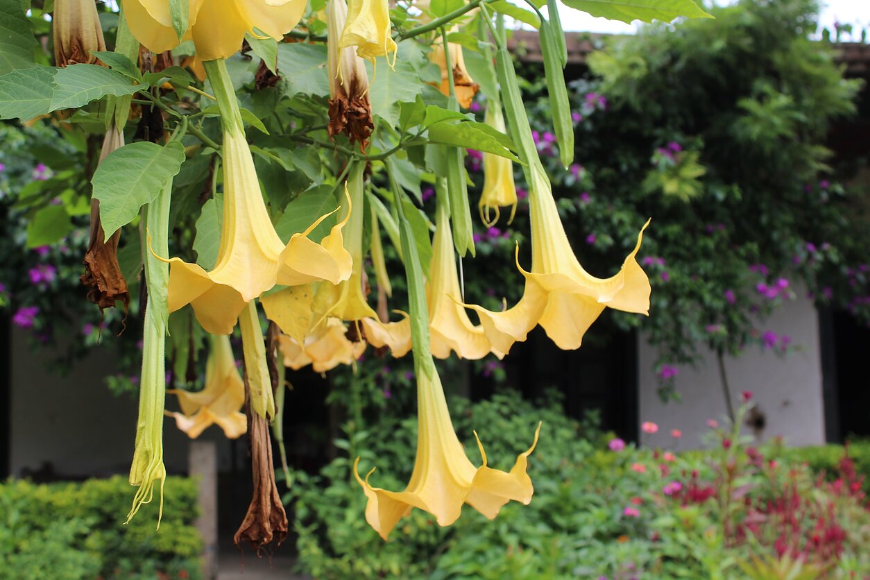 Durnaropė (Brugmansia aurea)