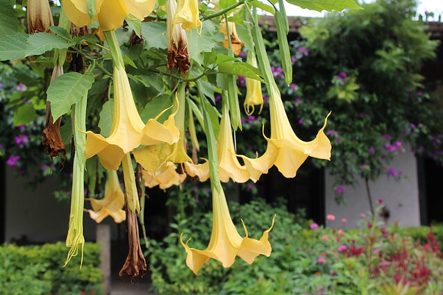 Durnaropė (Brugmansia aurea)