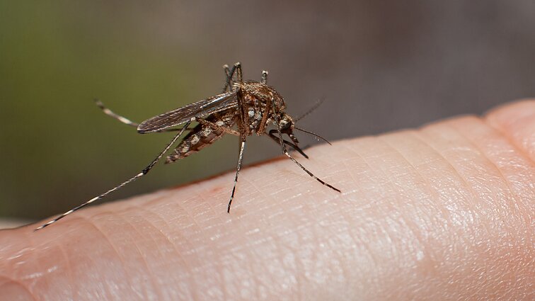 Šylant klimatui Lietuvoje gali nutūpti invaziniai uodai: šie platina ir pavojingus virusus