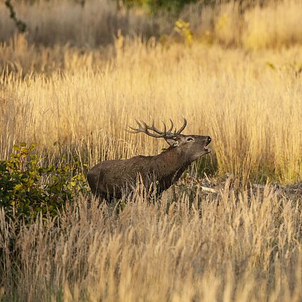Taurusis elnias. Patinas