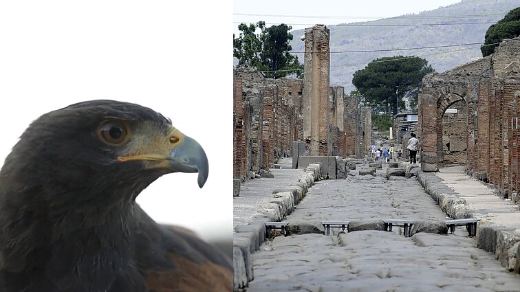 Pompėjoje patruliuoja plėšrieji paukščiai – gainioja balandžių pulkus