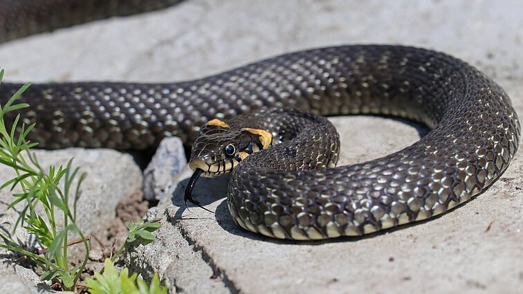 Herpetologas: bijote gyvačių, nes visa, ką apie jas žinote, – melas