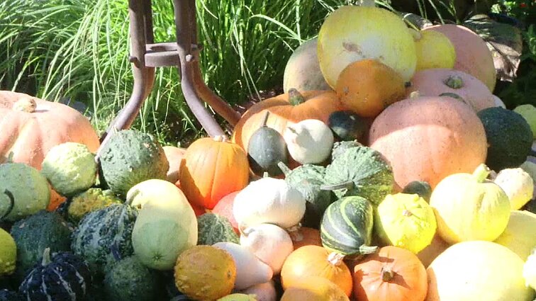 Gėlės – atgyvena: sodininkė savo daržą papuošė įvairiausiais moliūgais ir bananų medžiais