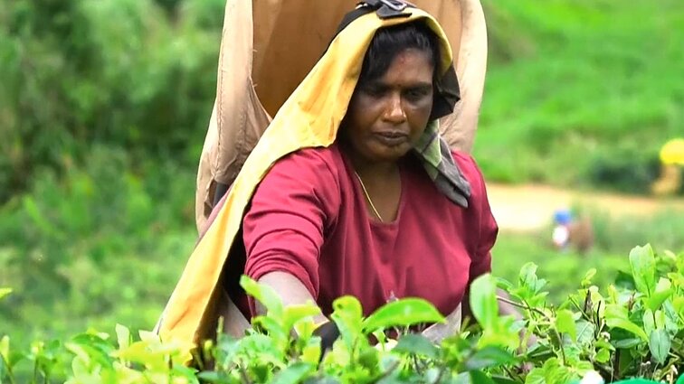Arbatos rinkėjai Šri Lankoje laukia rinkimų: tikisi išbristi iš skurdo