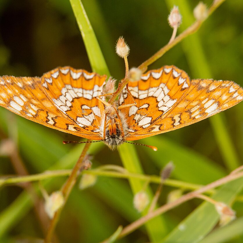 D. Umbraso  / LRT nuotr., Drugelis