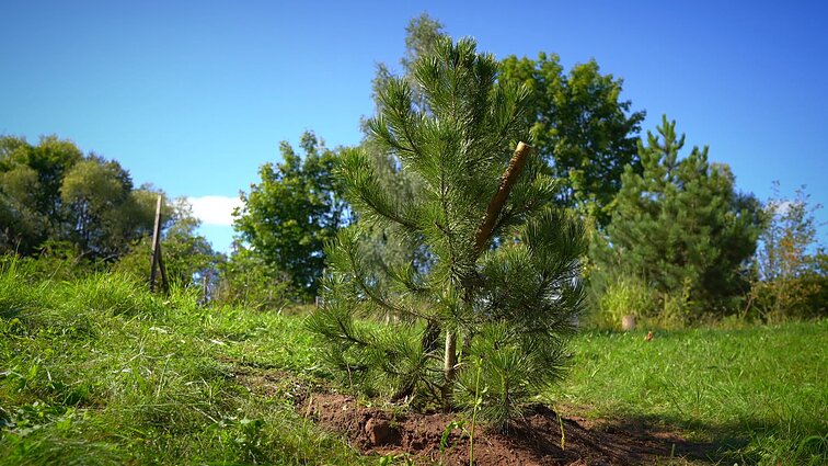Sodininkas parodė, kaip teisingai sodinti spygliuočius augalus: reikės tinkamai įtvirtinti