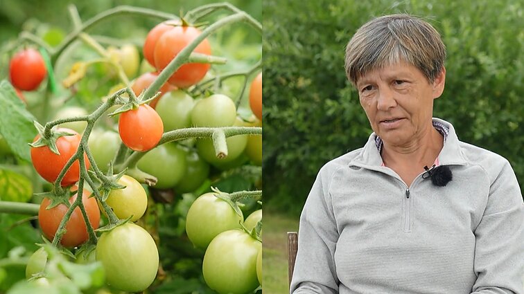 Daugiau pomidorų nei gėlių auginanti Birutė: tikriausiai praeitame gyvenime buvau pomidoru