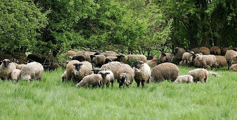 „Paprasčiausiai nebeapsimoka“: beveik 20 metų plėtęsis avių ūkis Lietuvoje traukiasi