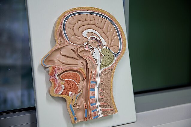 Alzheimerio ligos požymius išskyręs neurologas: „Norit sveiko amžėjimo – mokykitės“