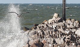 Klaipėdos jūrų uostas; Klaipėda