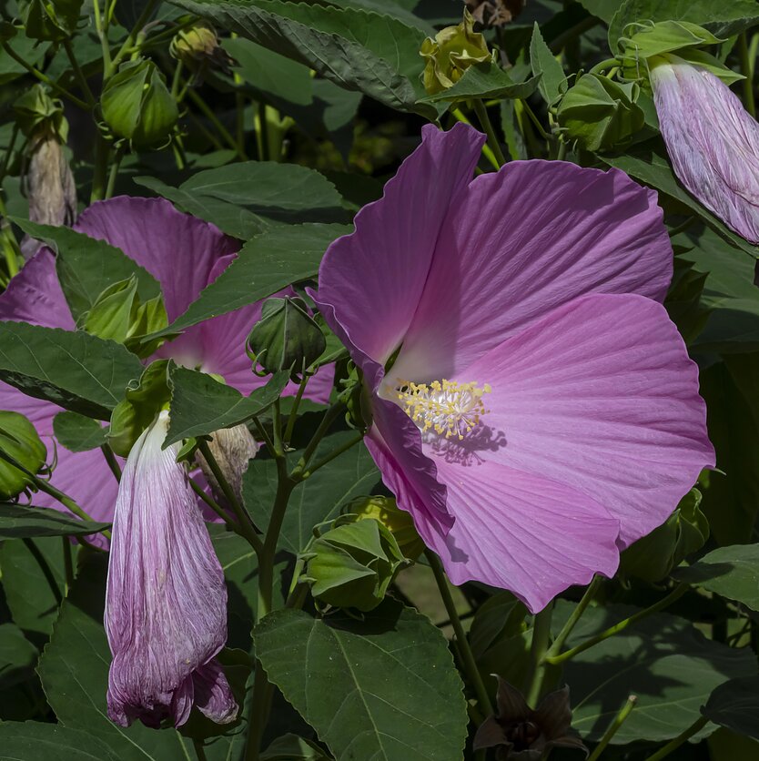 S.Paltanavičius, Pelkinė kinrožė