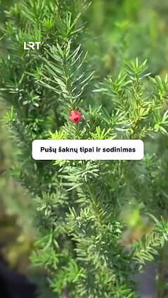 Kada sodinti spygliuočius?