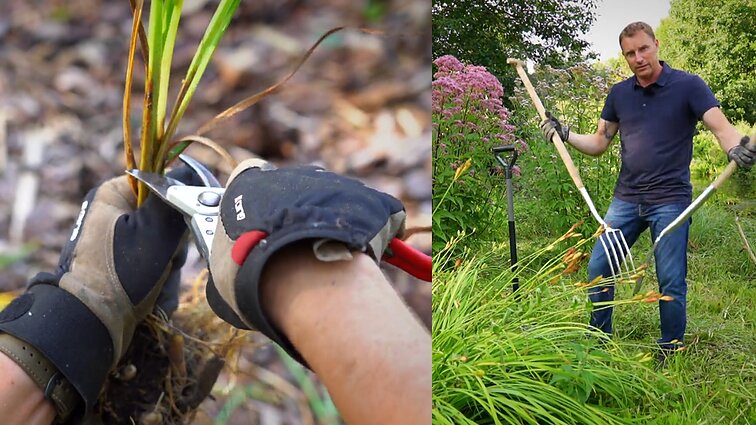 Kalendorinis darbas: sodininkas Gurskas parodo, kaip padalinti irisus ir viendienes