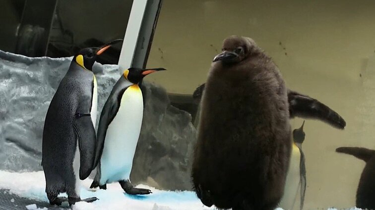 Interneto sensacija: vos 9 mėnesių pingvinų jauniklis sveria perpus daugiau nei tėvai