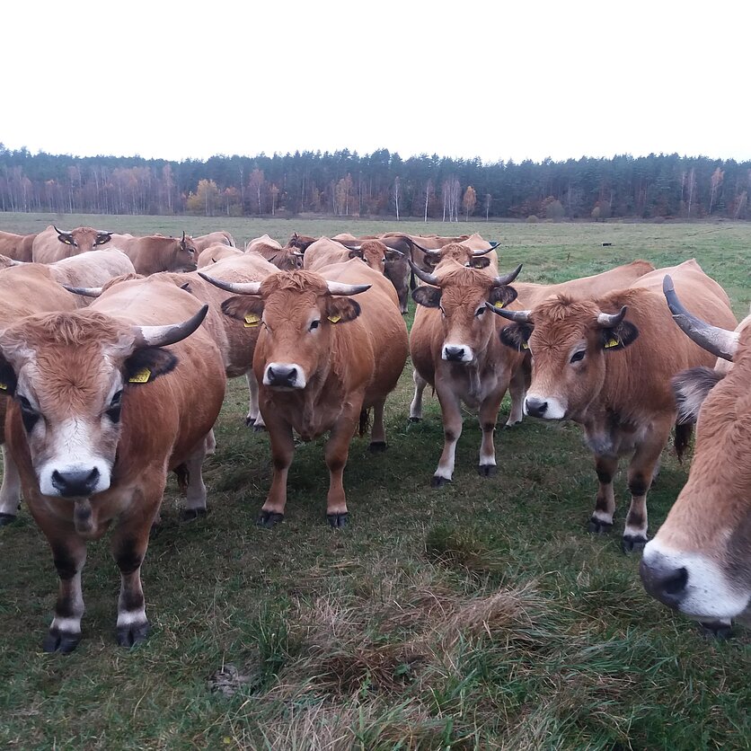 Arvydas Urba, Aubrakų veislės mėsiniai galvijai