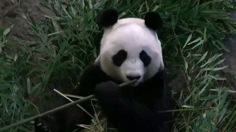 Suomija anksčiau laiko Kinijai grąžina pandų porą, zoologijos sodui negalint jų išlaikyti