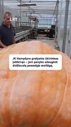 Kaip manote – ar tai didžiausias moliūgas pasaulyje?